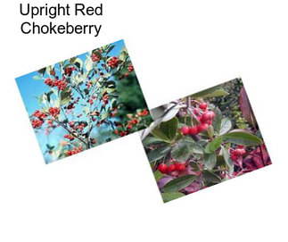 Upright Red Chokeberry