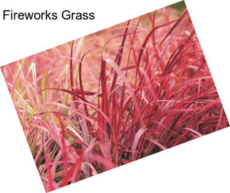 Fireworks Grass