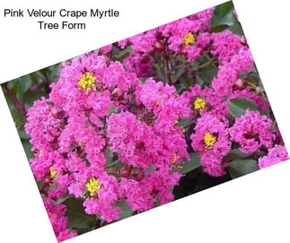 Pink Velour Crape Myrtle Tree Form