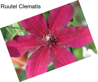 Ruutel Clematis