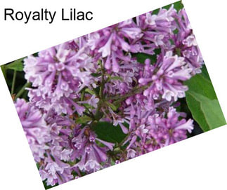 Royalty Lilac