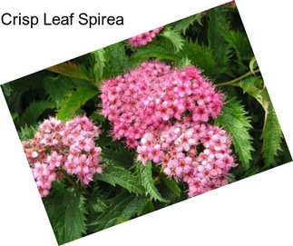 Crisp Leaf Spirea