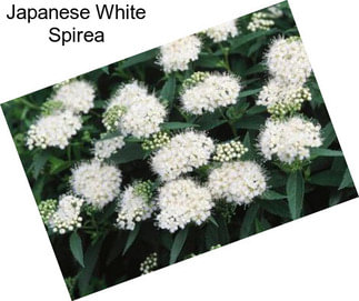 Japanese White Spirea