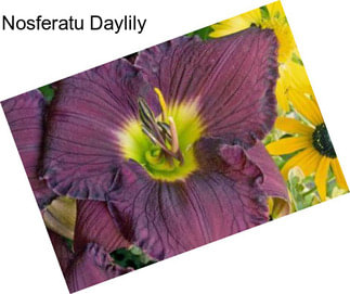 Nosferatu Daylily