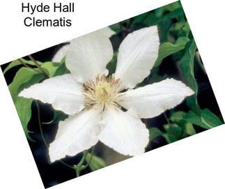 Hyde Hall Clematis