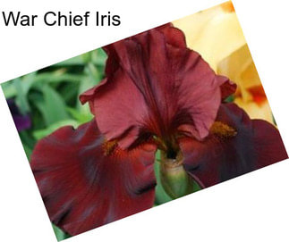 War Chief Iris