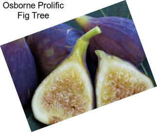 Osborne Prolific Fig Tree