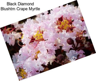 Black Diamond Blushtm Crape Myrtle