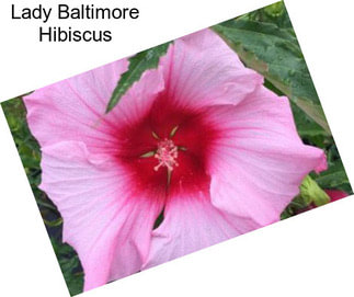 Lady Baltimore Hibiscus
