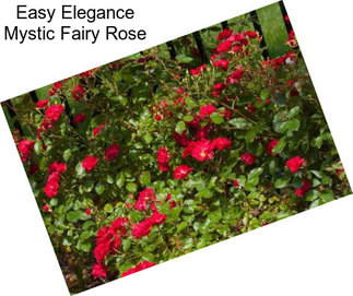 Easy Elegance Mystic Fairy Rose