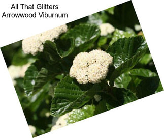 All That Glitters Arrowwood Viburnum