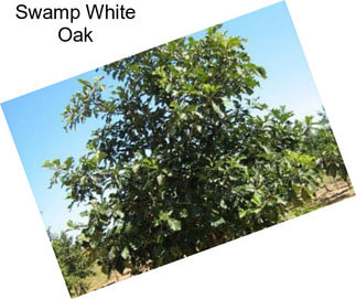 Swamp White Oak