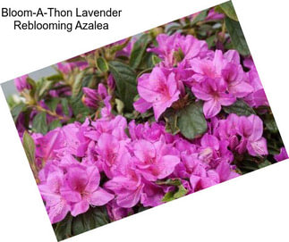 Bloom-A-Thon Lavender Reblooming Azalea