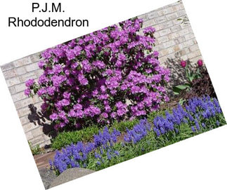 P.J.M. Rhododendron