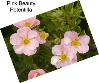 Pink Beauty Potentilla
