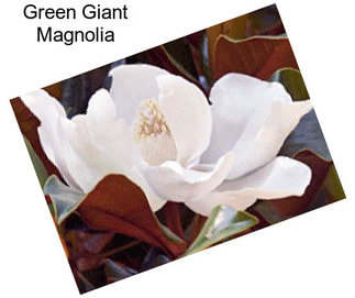 Green Giant Magnolia