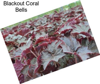 Blackout Coral Bells