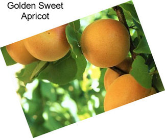 Golden Sweet Apricot