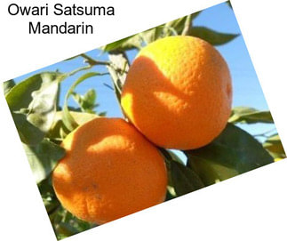 Owari Satsuma Mandarin