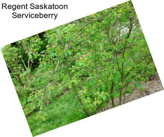 Regent Saskatoon Serviceberry