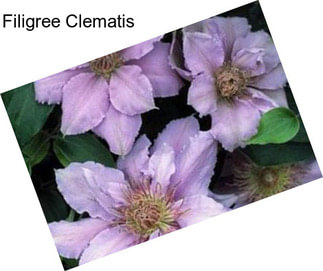 Filigree Clematis