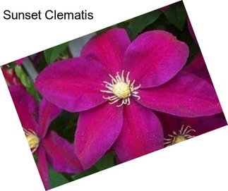 Sunset Clematis