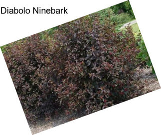 Diabolo Ninebark