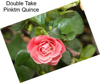 Double Take Pinktm Quince