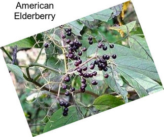 American Elderberry