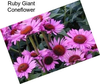 Ruby Giant Coneflower