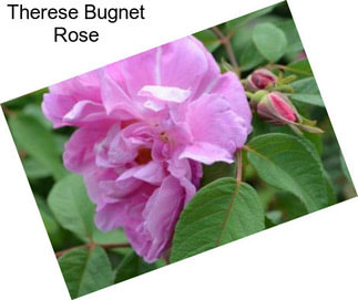 Therese Bugnet Rose