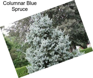 Columnar Blue Spruce