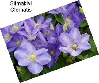 Silmakivi Clematis