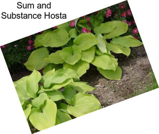 Sum and Substance Hosta