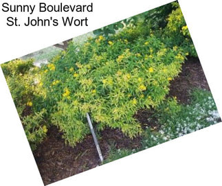 Sunny Boulevard St. John\'s Wort