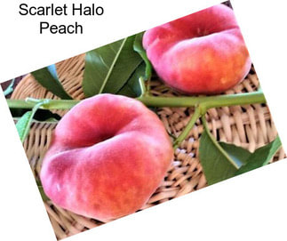 Scarlet Halo Peach