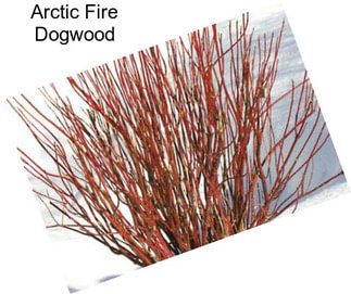 Arctic Fire Dogwood