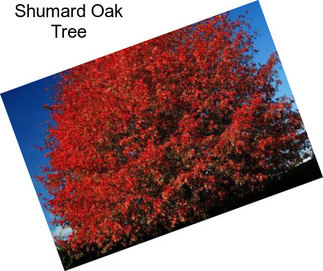 Shumard Oak Tree