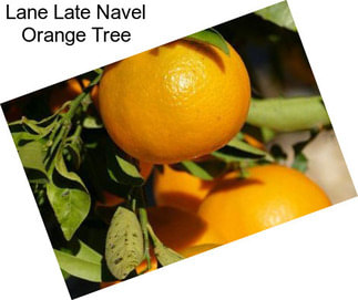 Lane Late Navel Orange Tree