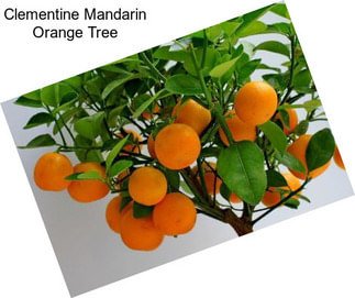 Clementine Mandarin Orange Tree
