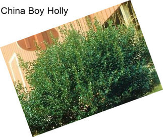 China Boy Holly