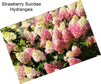 Strawberry Sundae Hydrangea