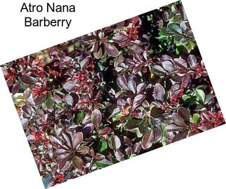 Atro Nana Barberry