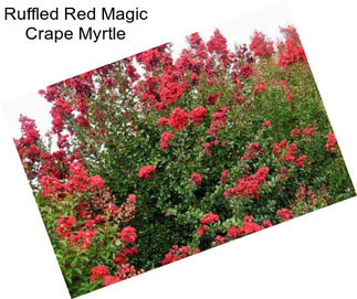 Ruffled Red Magic Crape Myrtle