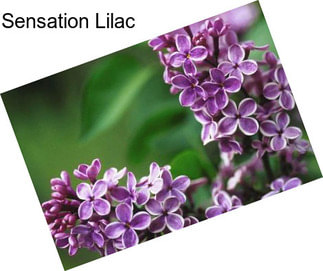 Sensation Lilac