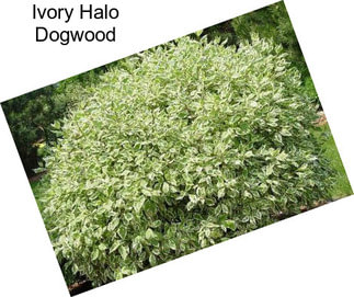 Ivory Halo Dogwood