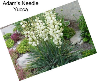 Adam\'s Needle Yucca