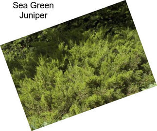 Sea Green Juniper