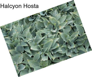 Halcyon Hosta