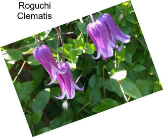 Roguchi Clematis